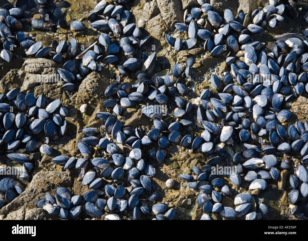 Gruppi di Mitili Blu attaccata a rocce in una giornata di sole, Nuova Zelanda Foto Stock