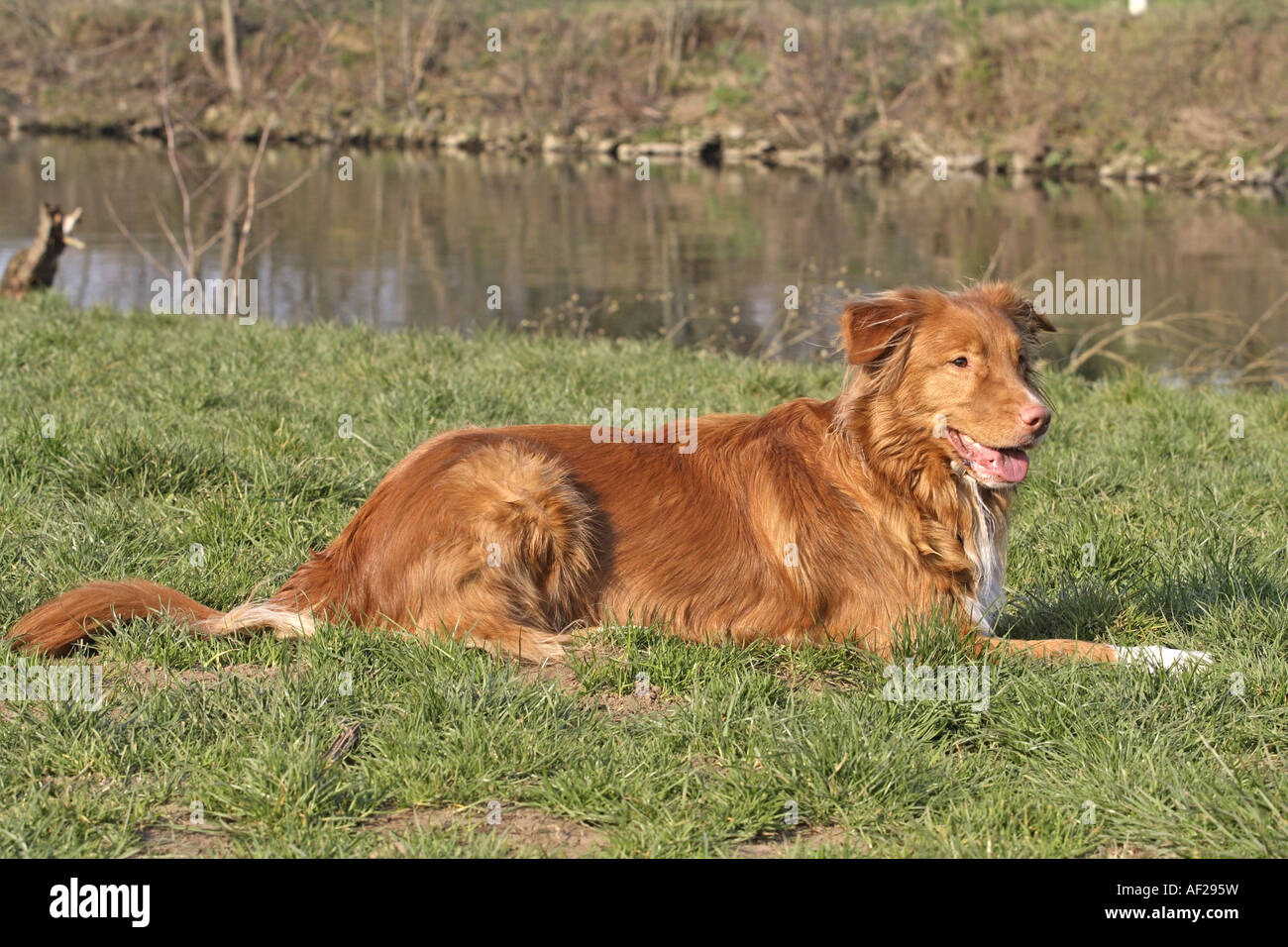 Nova Scotia Duck Tolling Retriever (Canis lupus f. familiaris), giacente in un prato Foto Stock