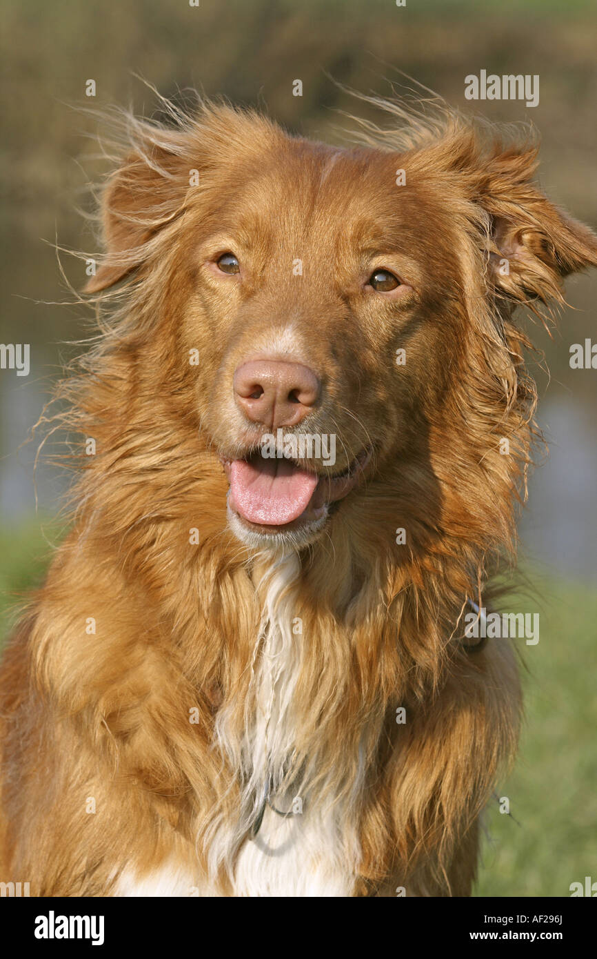 Nova Scotia Duck Tolling Retriever (Canis lupus f. familiaris), ritratto Foto Stock