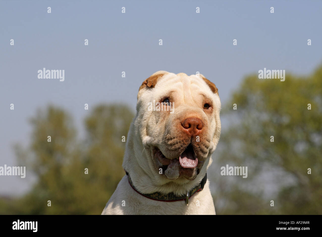 Shar Pei, Cinese Shar-Pei (Canis lupus f. familiaris), ritratto Foto Stock