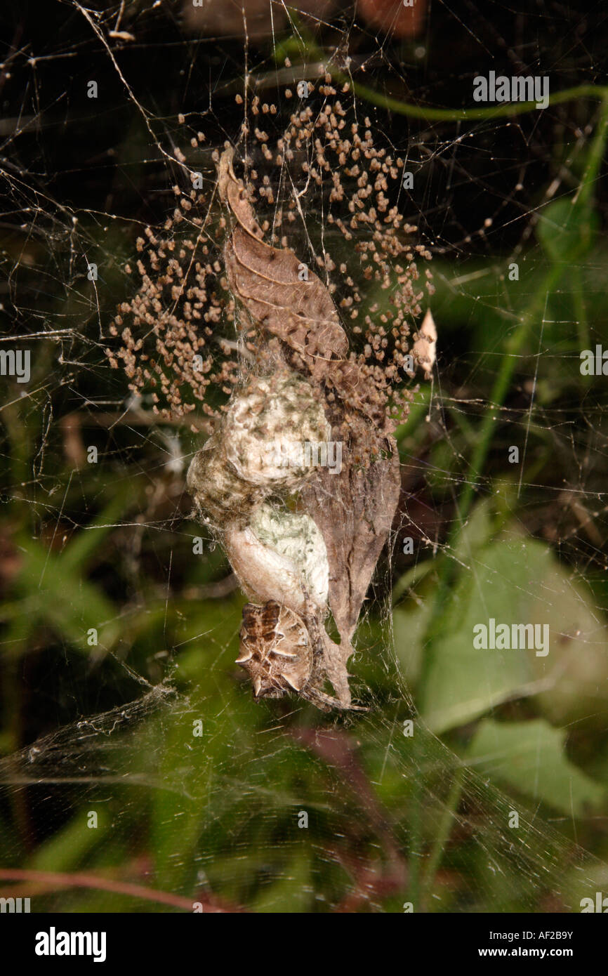 Orb web spider Cyrtophora citricola custodisce una stringa di uovo sacs con tratteggio spiderlings Camerun Foto Stock