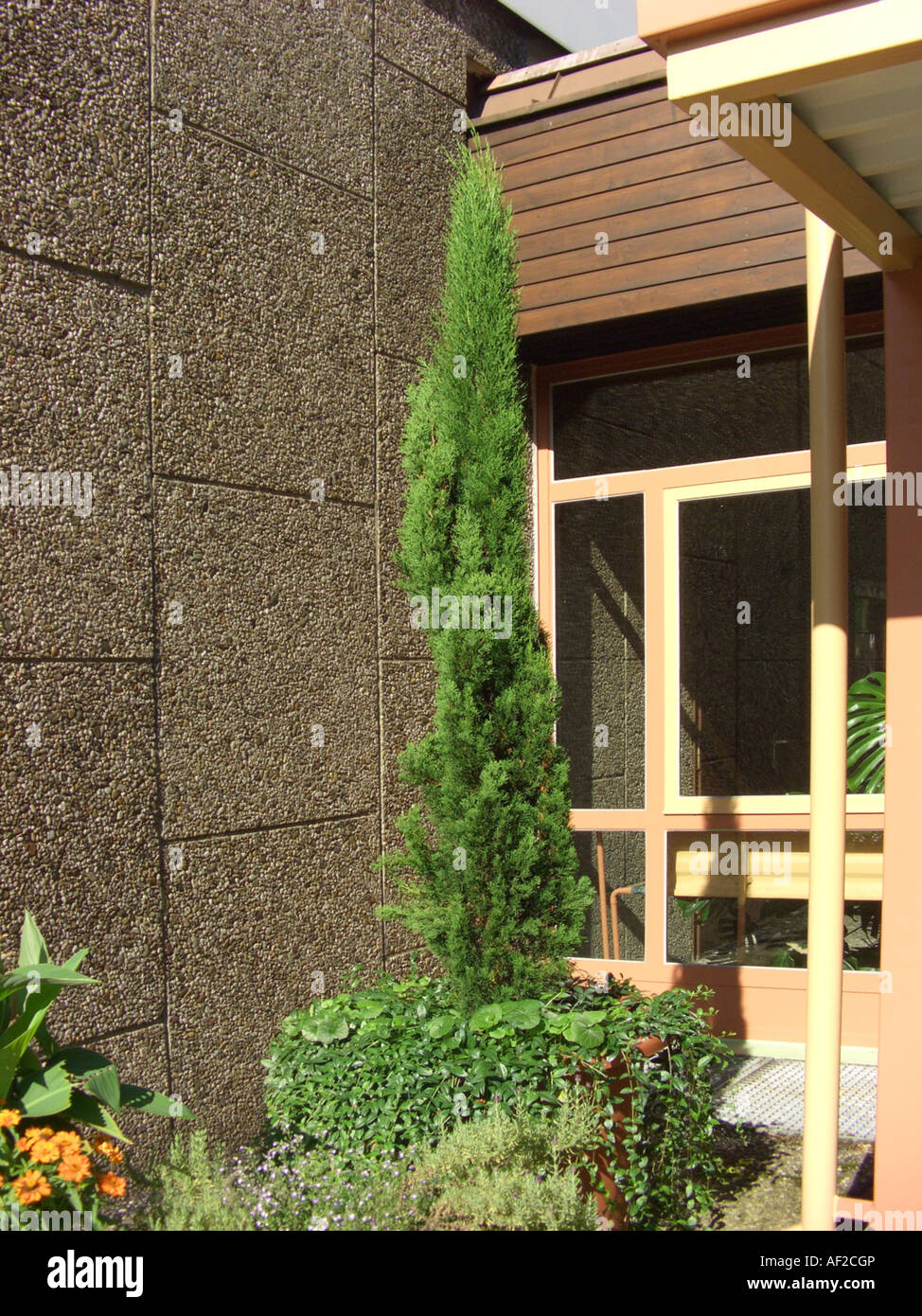 Italian cipresso (Cupressus sempervirens 'Stricta'), contenitore di impianto in fornt di una porta anteriore Foto Stock