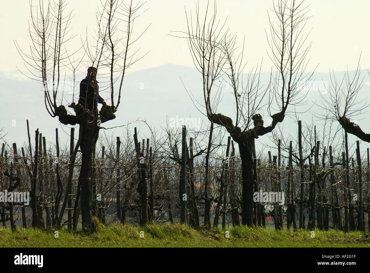 La potatura di alberi da frutto Foto Stock