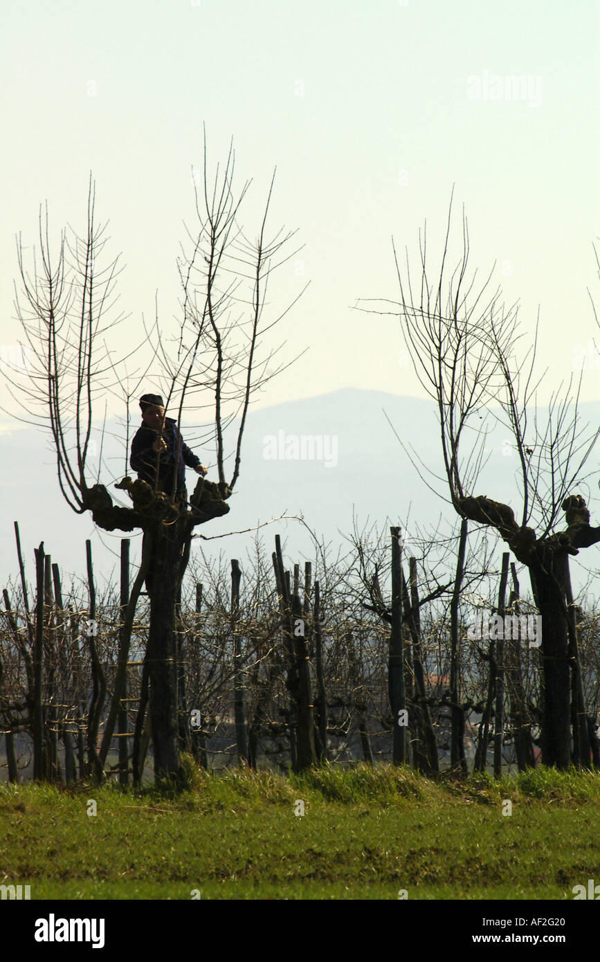 La potatura di alberi da frutto Foto Stock