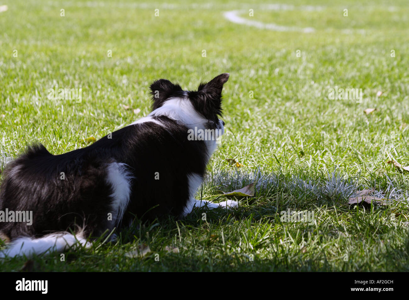 Un cane è in attesa di girare con il fresbee. Foto Stock
