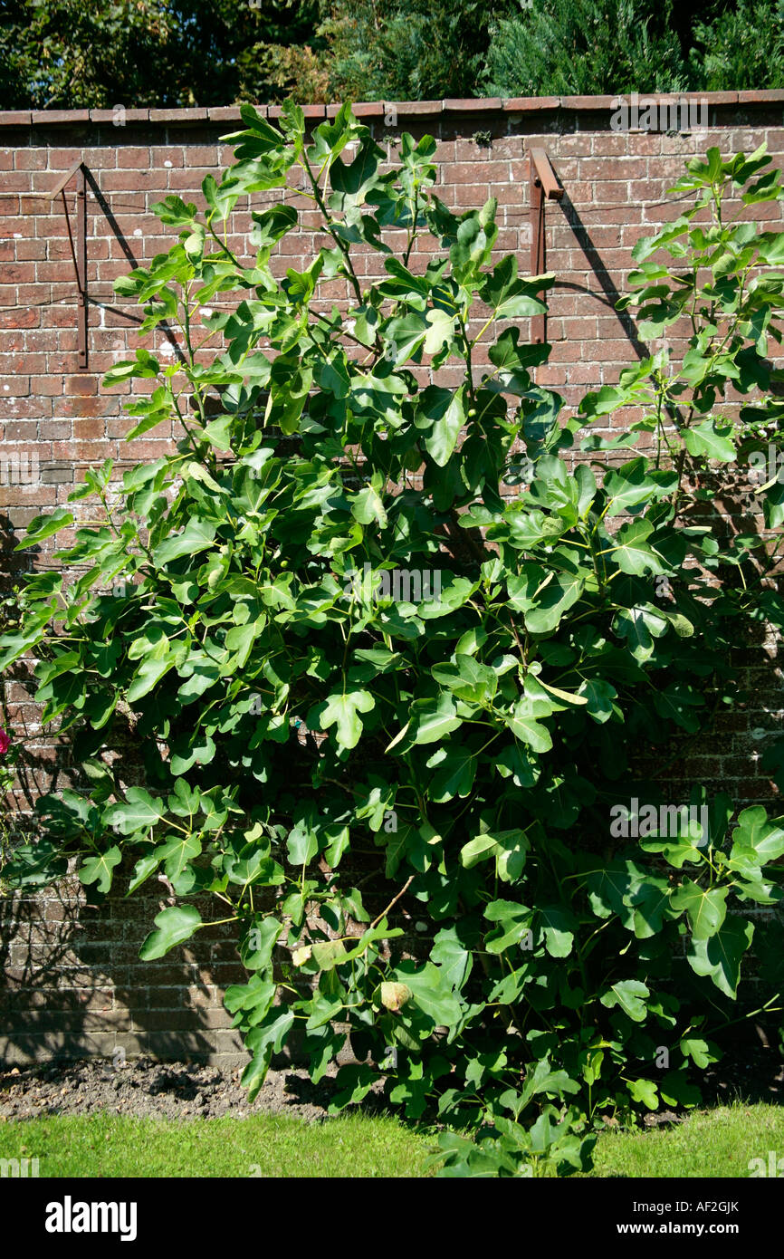 Albero di Fig cresciuto contro muro di mattoni rossi giardino in tarda estate, West Sussex, Inghilterra, Regno Unito Foto Stock
