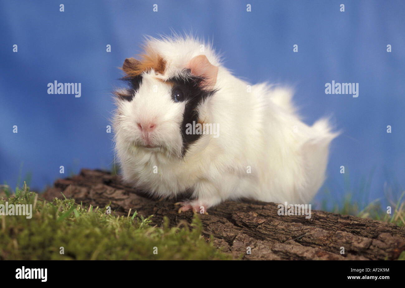 In rosette cavia Foto Stock