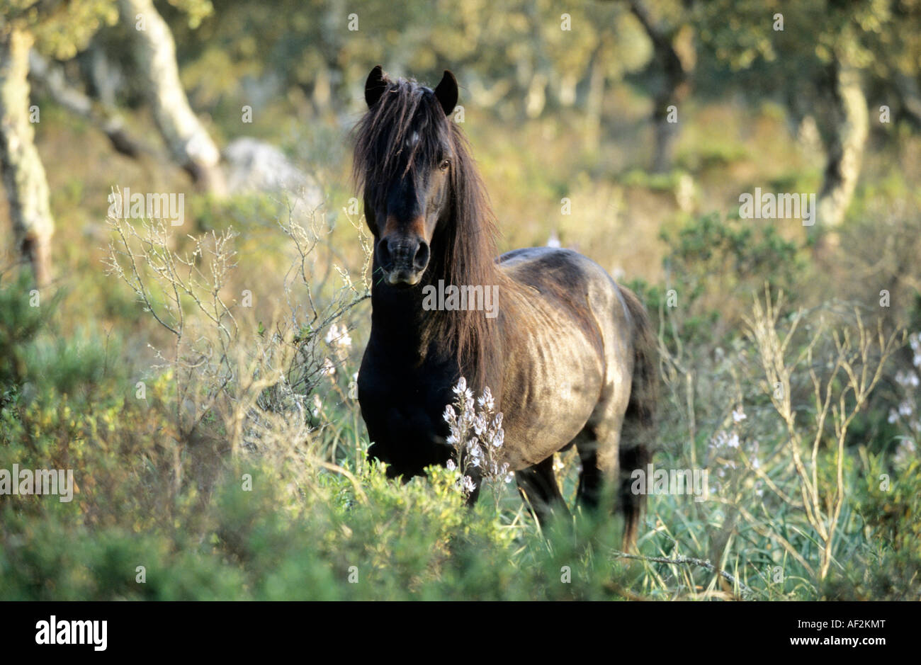 Giara cavallo stallone nero in piedi tra alberi da sughero Foto Stock