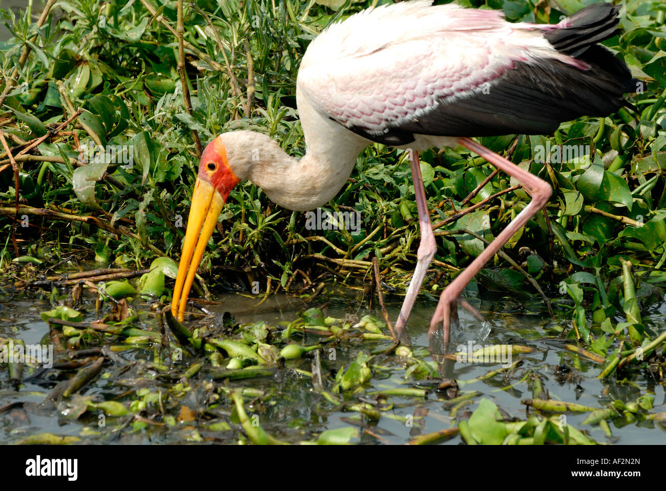 Giallo fatturati Stork alimentare tra piante e giacinto di acqua sul bordo del lago Victoria vicino a Kisumu Kenya Africa orientale Foto Stock
