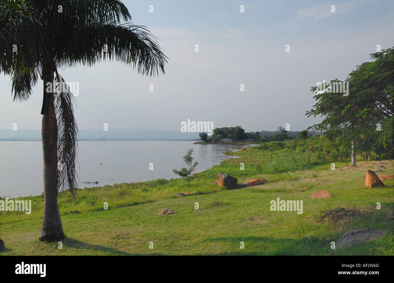 Le palme sulla riva del lago Victoria sul Winam o Kavirondo Golfo appena fuori la città di Kisumu Kenya Africa orientale Foto Stock