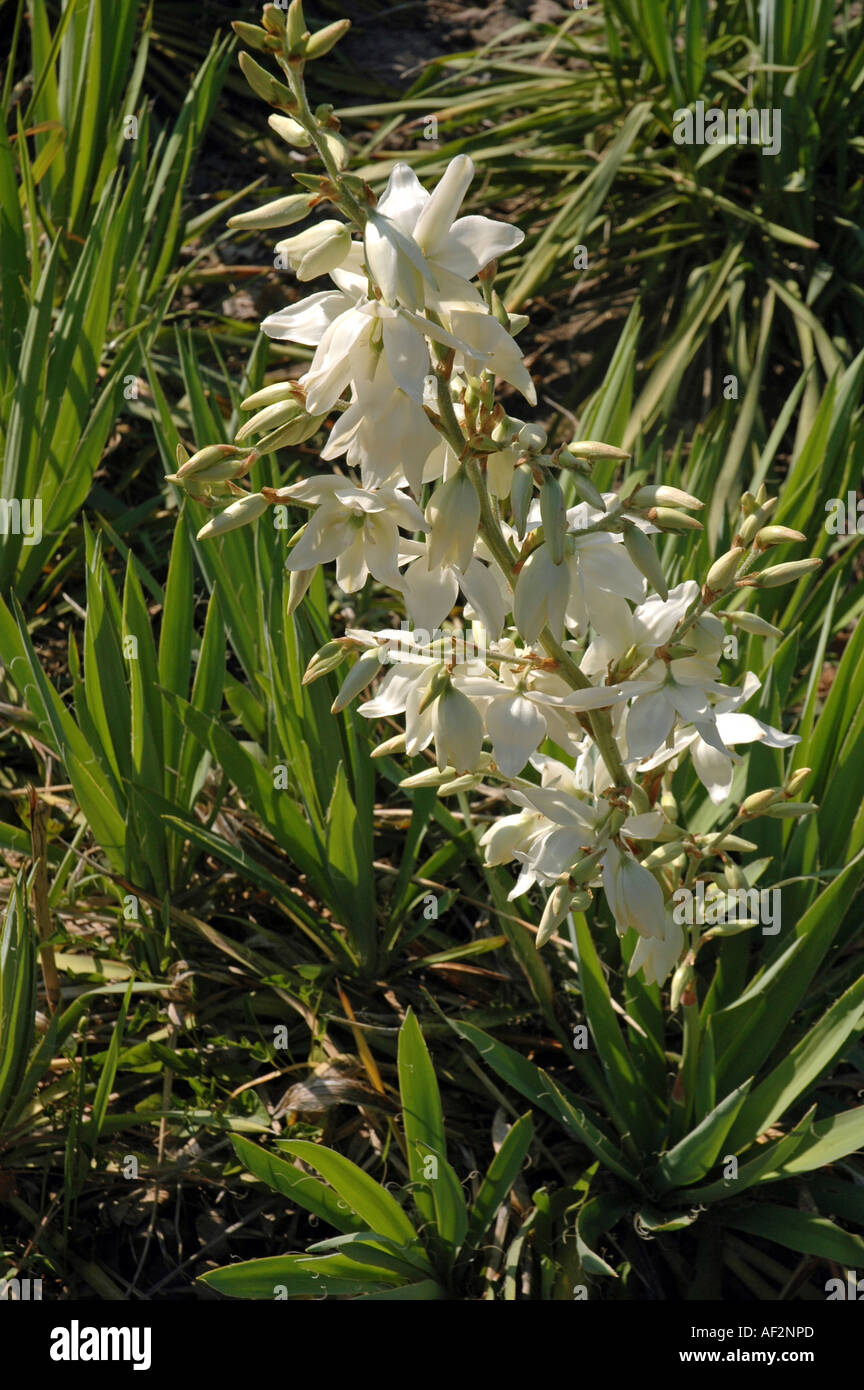 Adam's ago Yucca filamentosa fiore chiamato anche Orso di erba o di debole-foglia di yucca Foto Stock