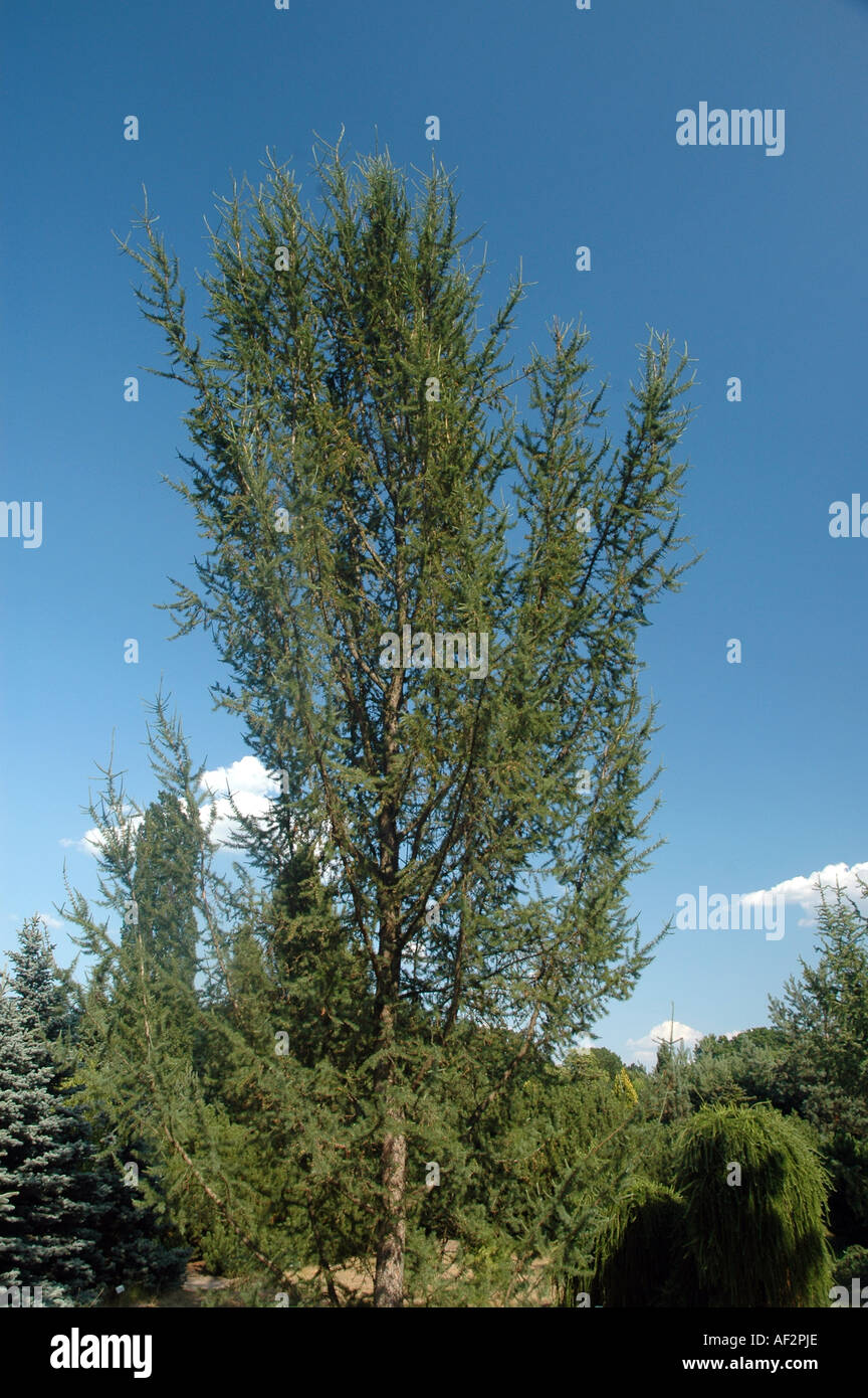 American Larice Larix laricina americana tree Foto Stock