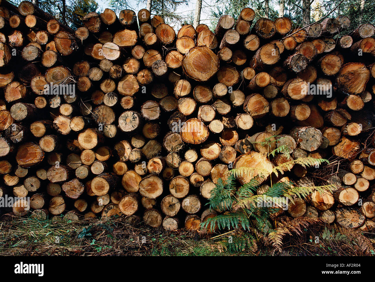Registri sovrapposti in Royal Foresta di Dean GLOUCESTERSHIRE England Regno Unito Foto Stock