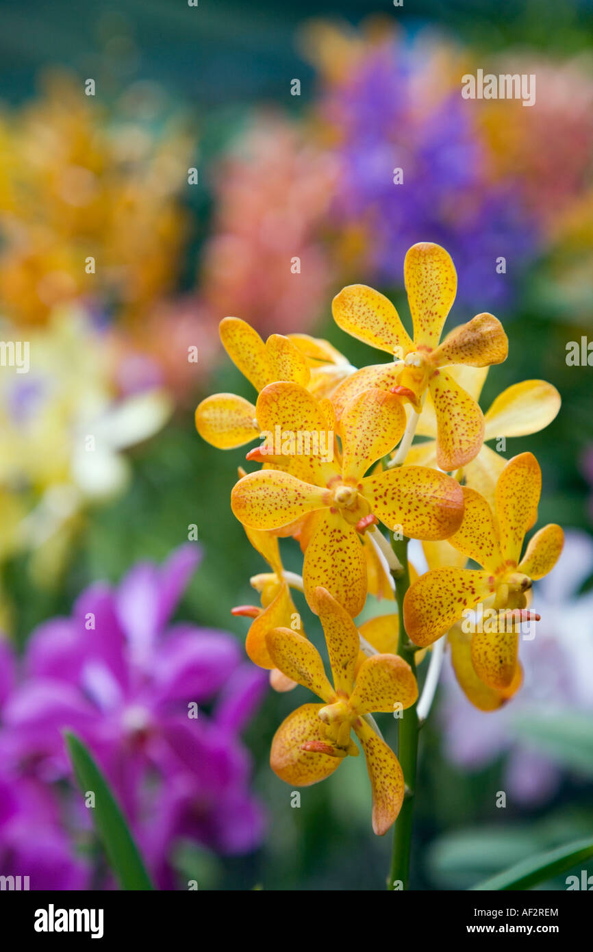Giallo Dendrobium orchid fiori vicino piante colorate fuori fuoco dietro Foto Stock