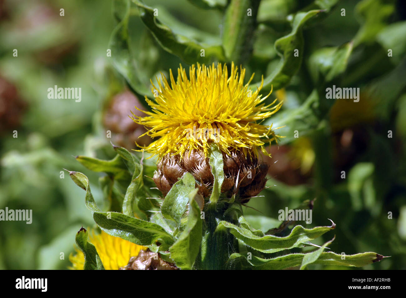 Giallo Grossheimia Hardhead macrocephala syn. Centaurea macrocephala anche chiamato cesto armeno fiore o Bighead Fiordaliso Foto Stock