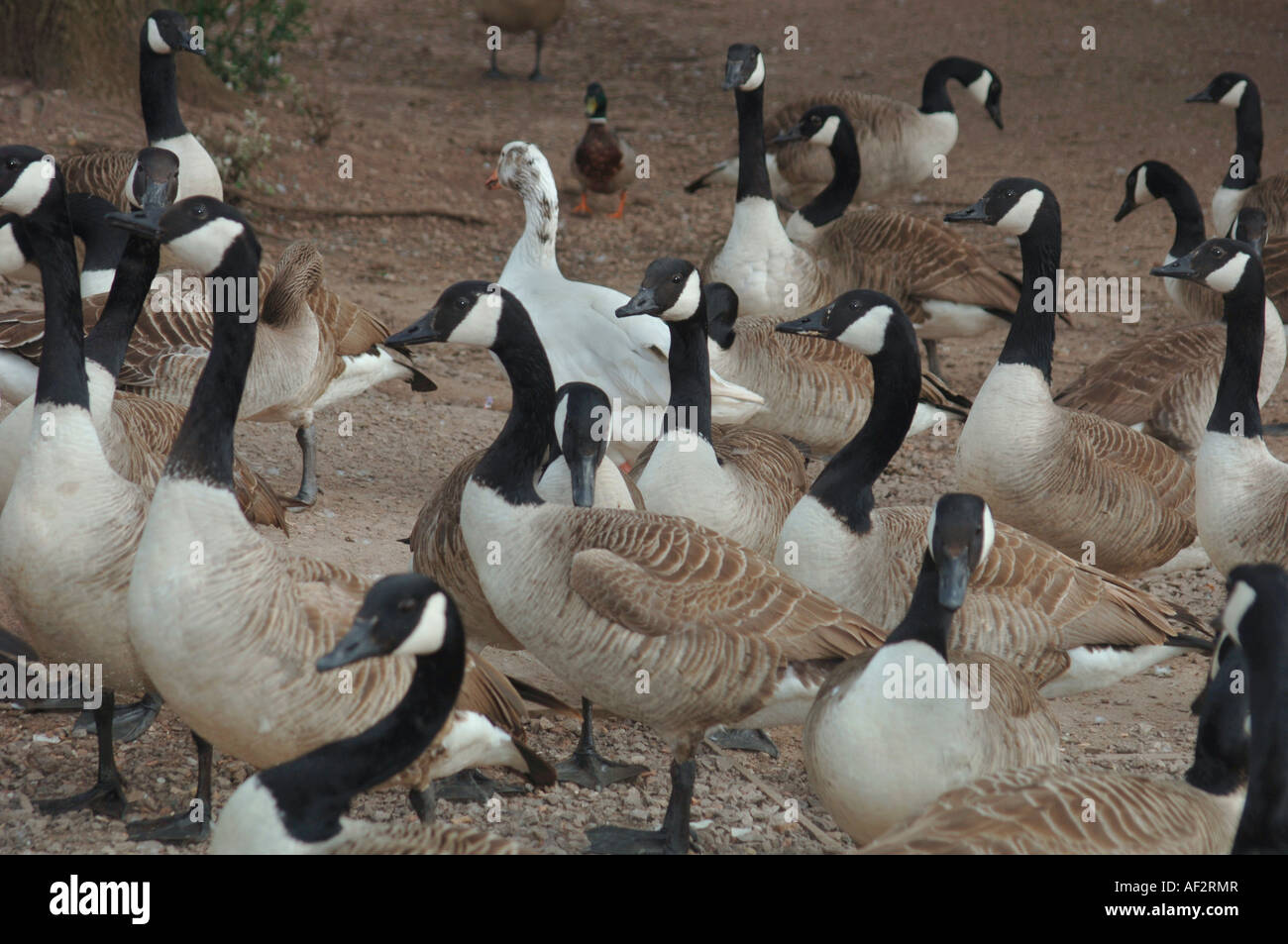 Stormo di oche del Canada. Foto Stock