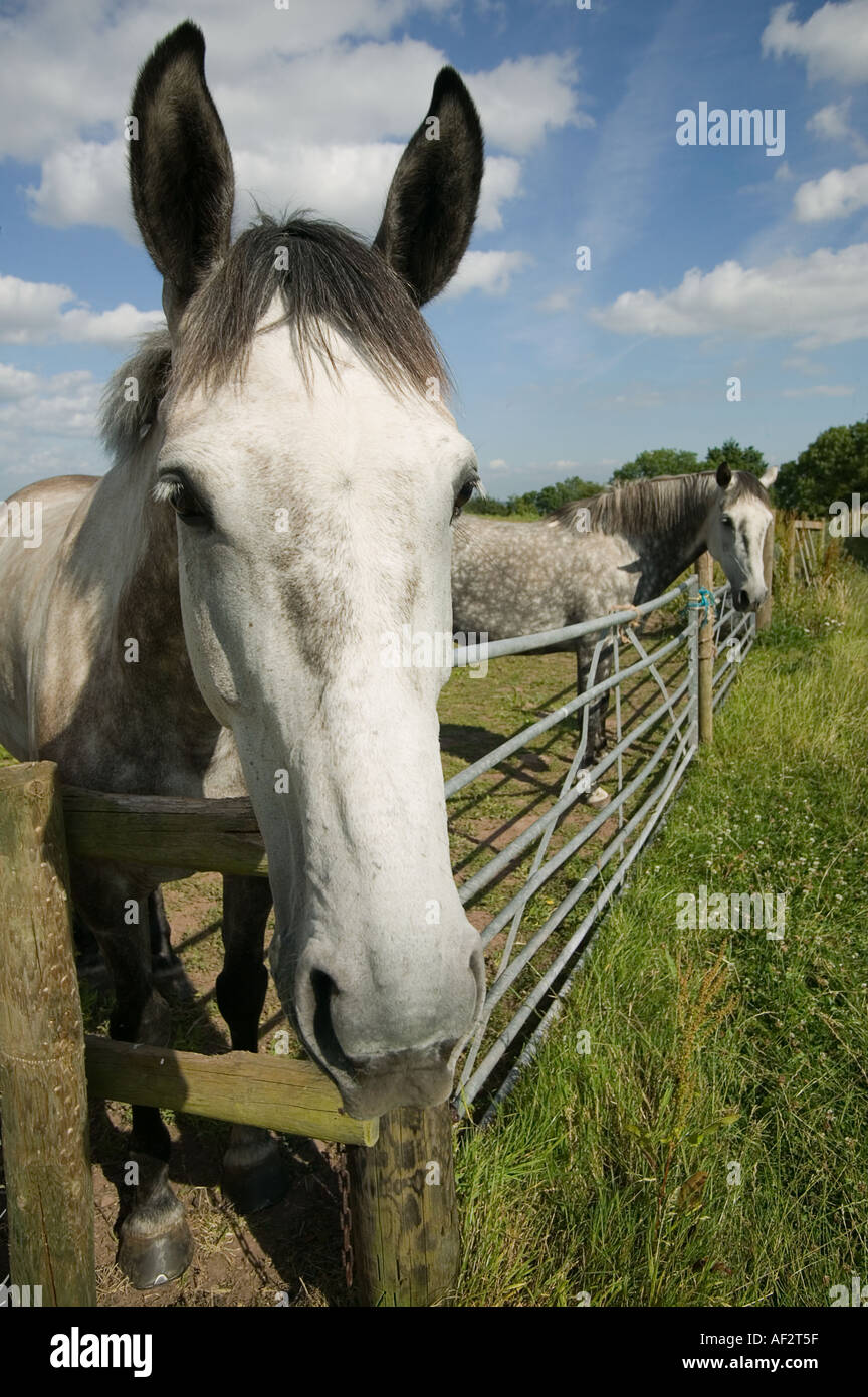 CLOSE UP di un curioso cavallo amichevole Foto Stock