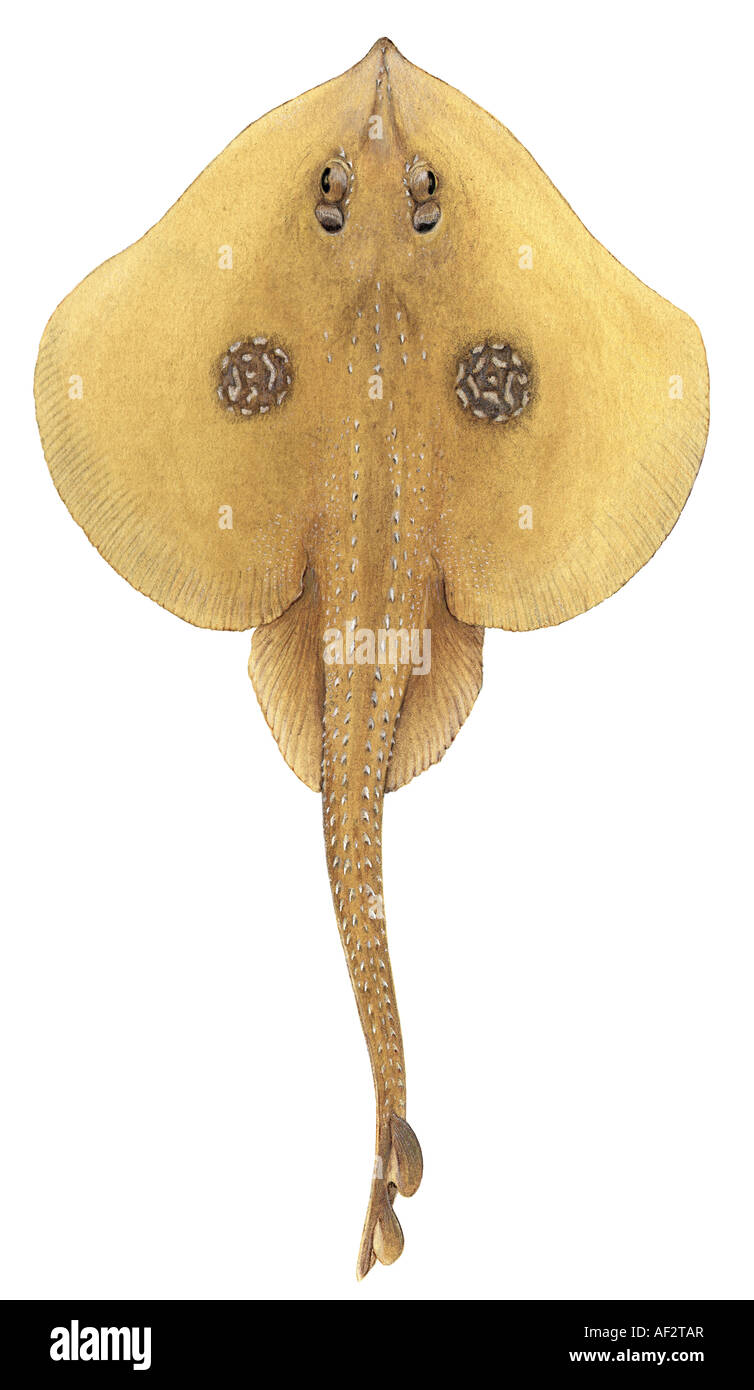 Il cuculo Ray, Butterfly Skate (Raja naevus), femmina, disegno Foto Stock