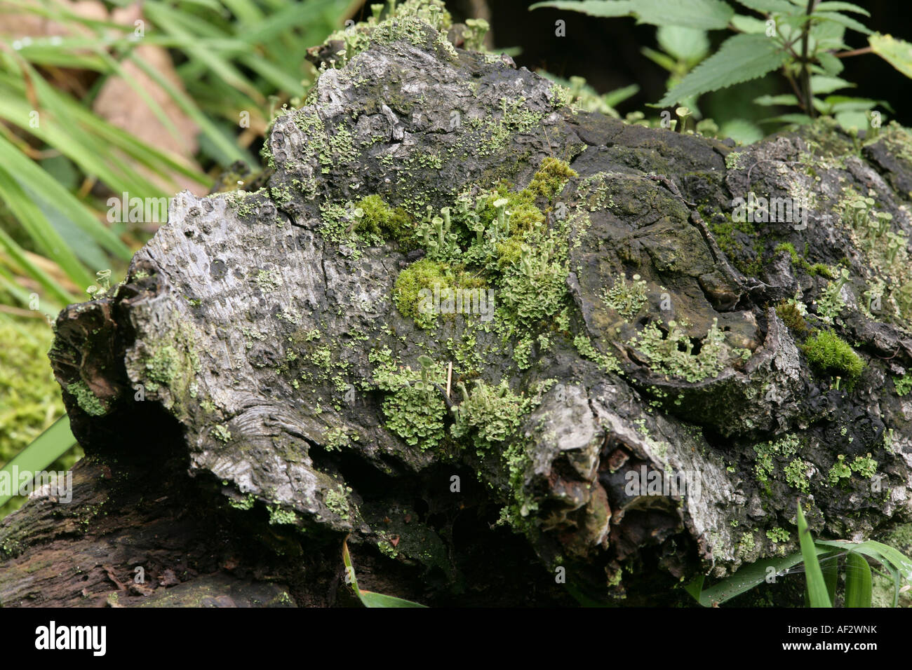 muschio sul ceppo Foto Stock