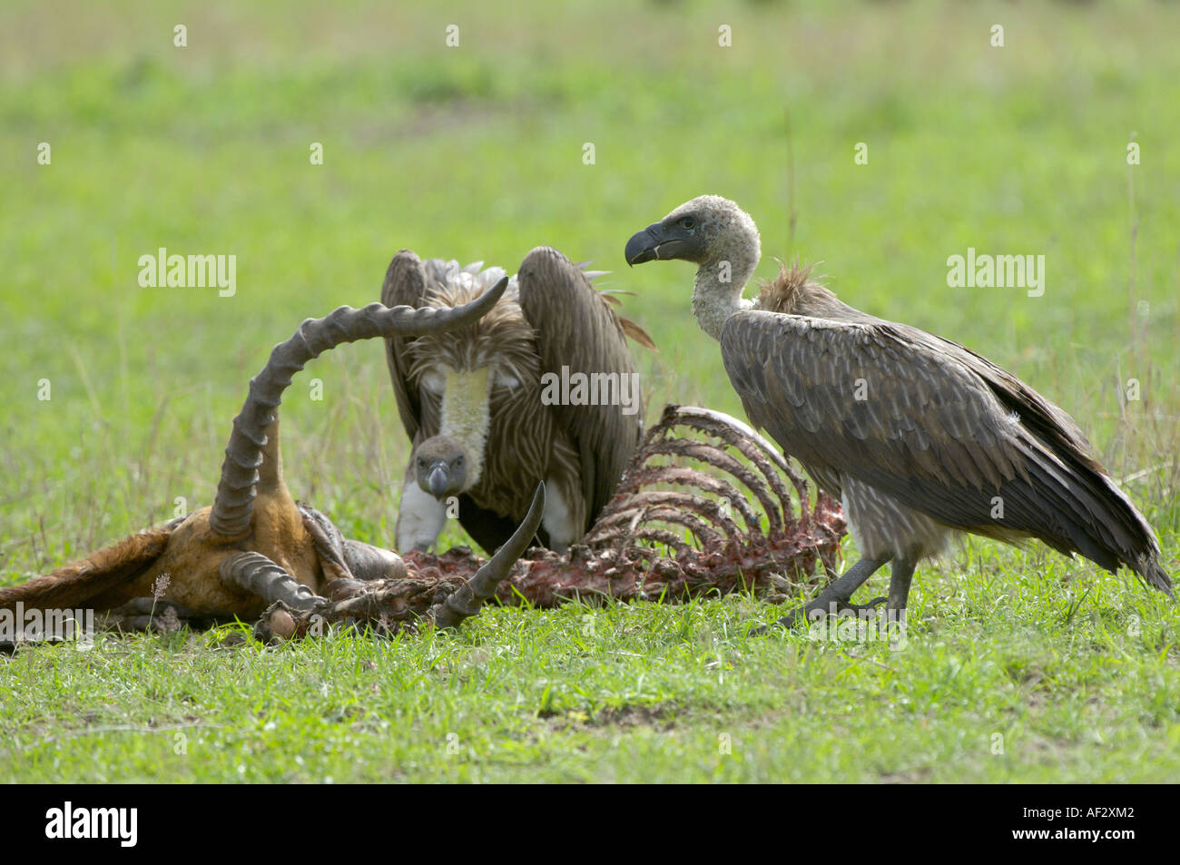 Dorso bianco avvoltoi Gyps africanus Masaii Mara Kenya Foto Stock