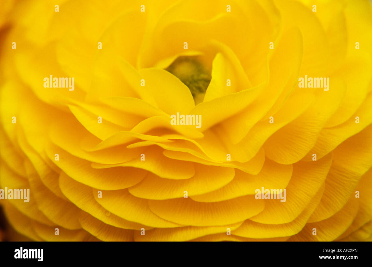 Close up giallo puro multi-layered petalo flowerhead di ranuncoli o giardino Buttercup o pulsanti scapoli Foto Stock