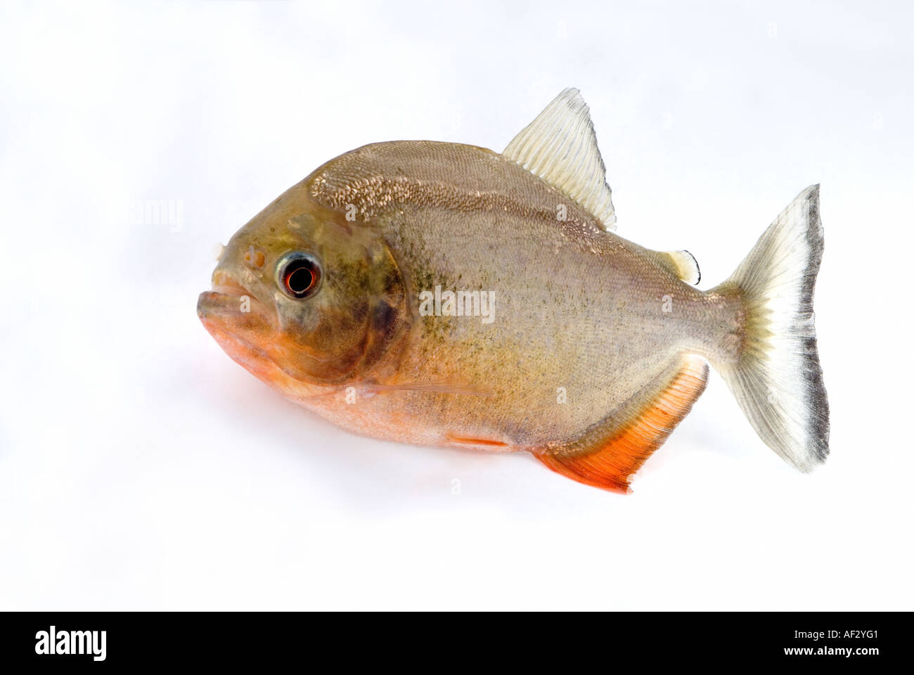 Rosso-panciuto Rooseveltiella PIRANHA nattereri o Serrasalmus nattereri (più recentemente Pygocentrus nattereri) Foto Stock