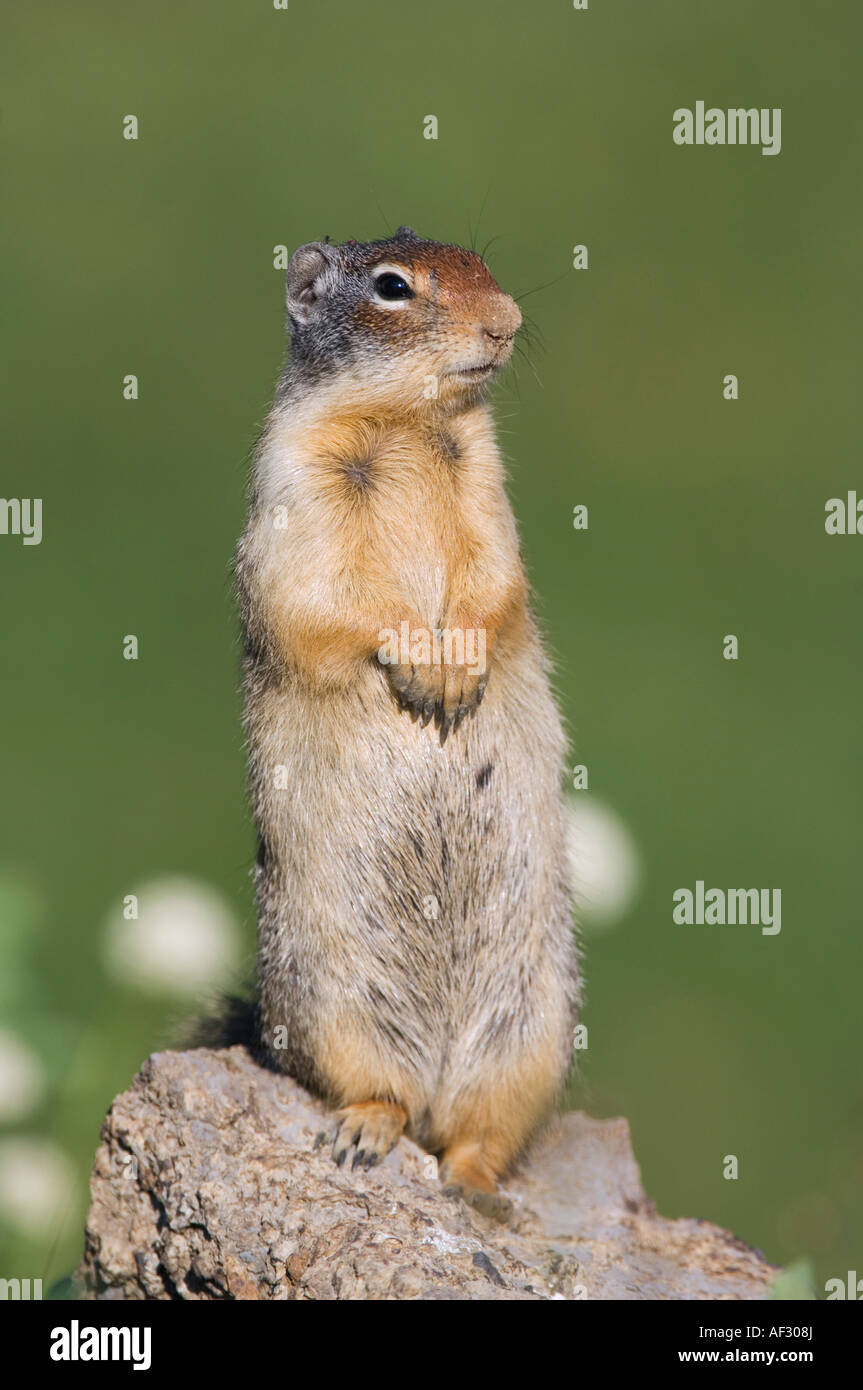 Terra colombiana scoiattolo Spermophilus columbianus adulto avviso permanente Logan pass Glacier National Park Montana USA Foto Stock