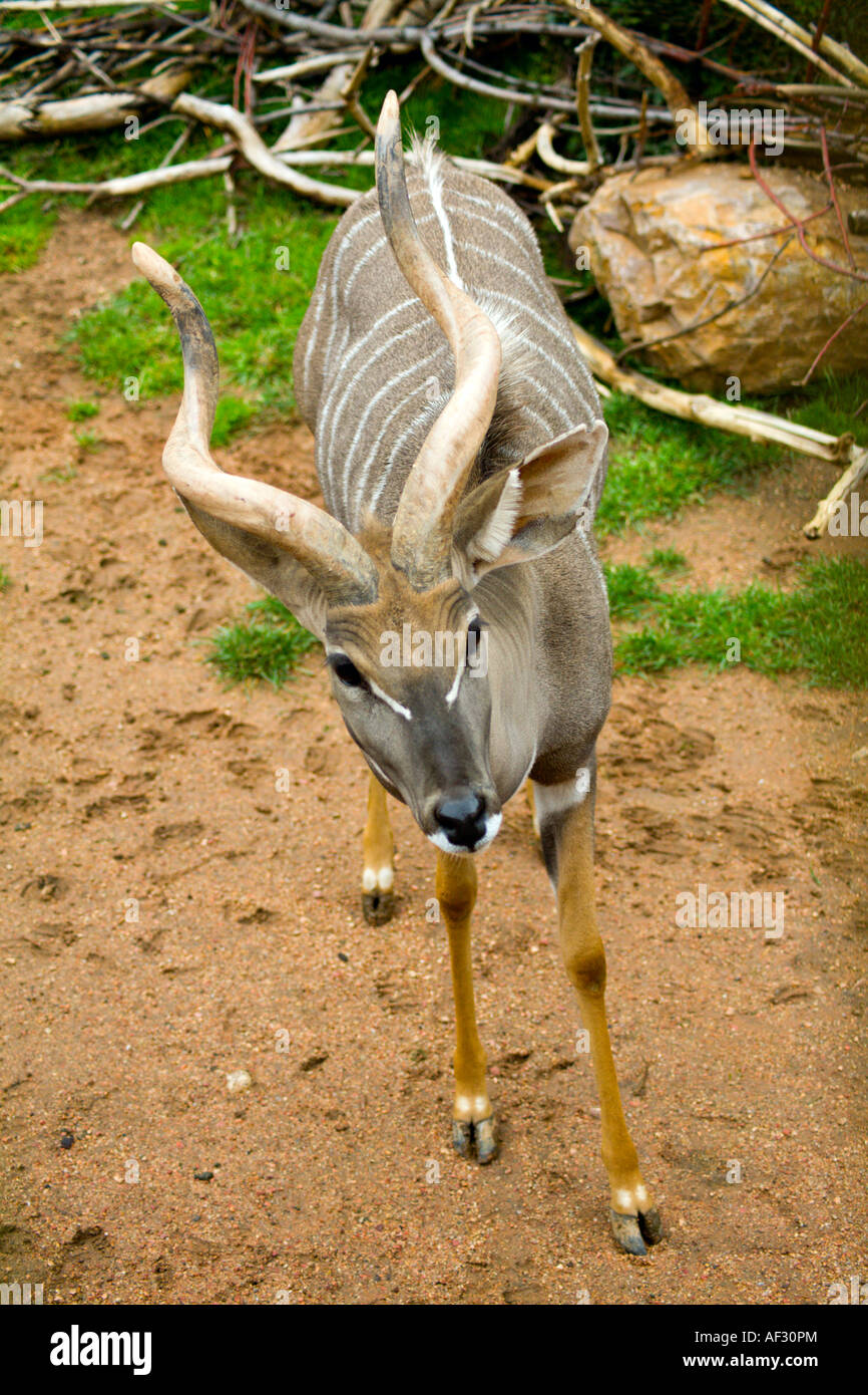 Tragelaphus imberbis Foto Stock