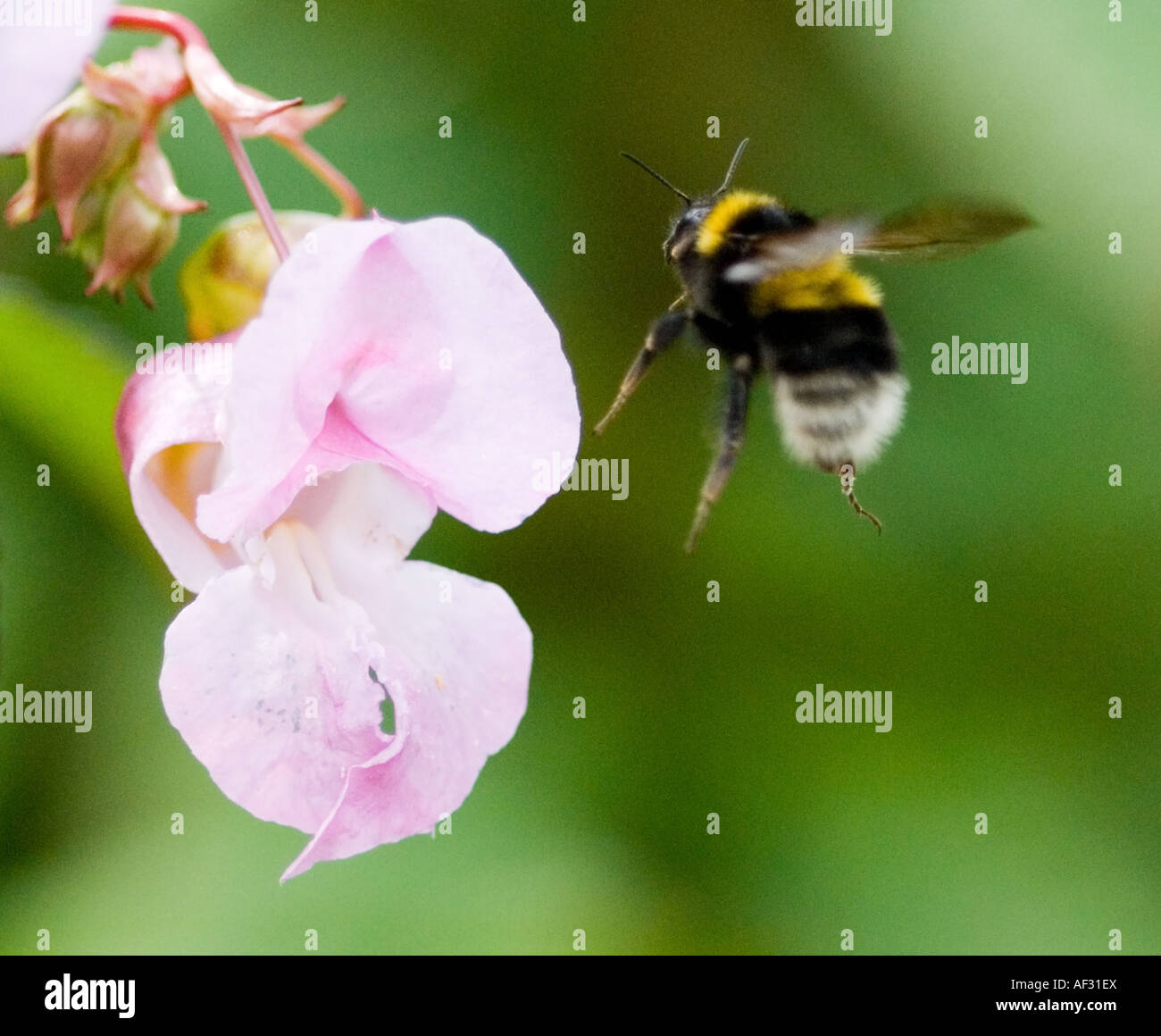 Close up di Bee volando verso Himalayan Marsh Balsam fiore per raccogliere il nettare Foto Stock