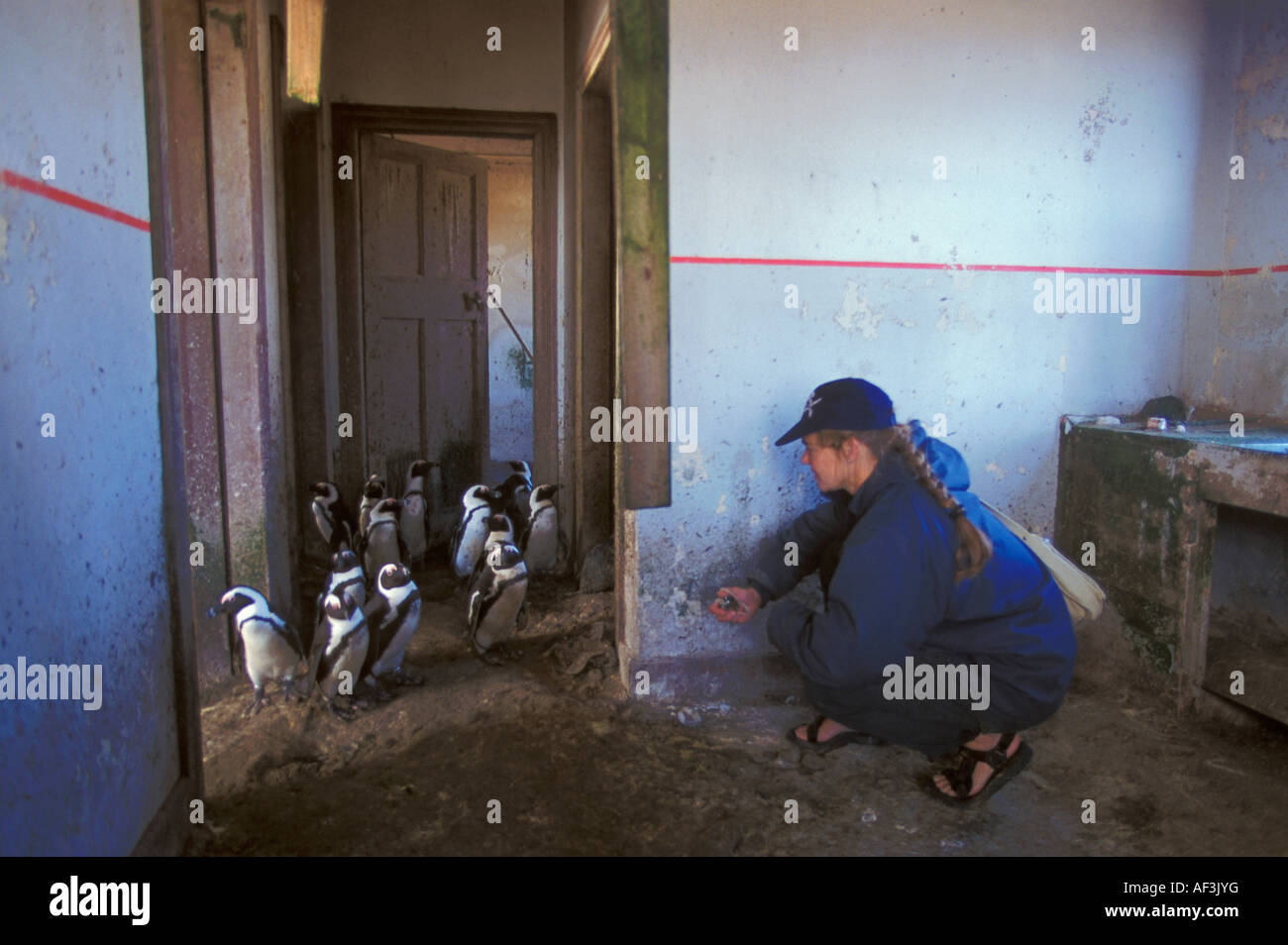 La Namibia Halifax isola vicino a Luderitz: ricercatore femmina conteggio pinguini Jackass (speniscus demersus) Foto Stock