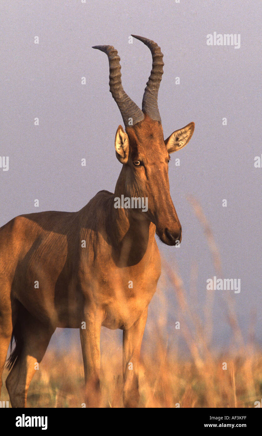 Jackson, Hartebeest Alcelaphus buselaphus jacksoni Foto Stock