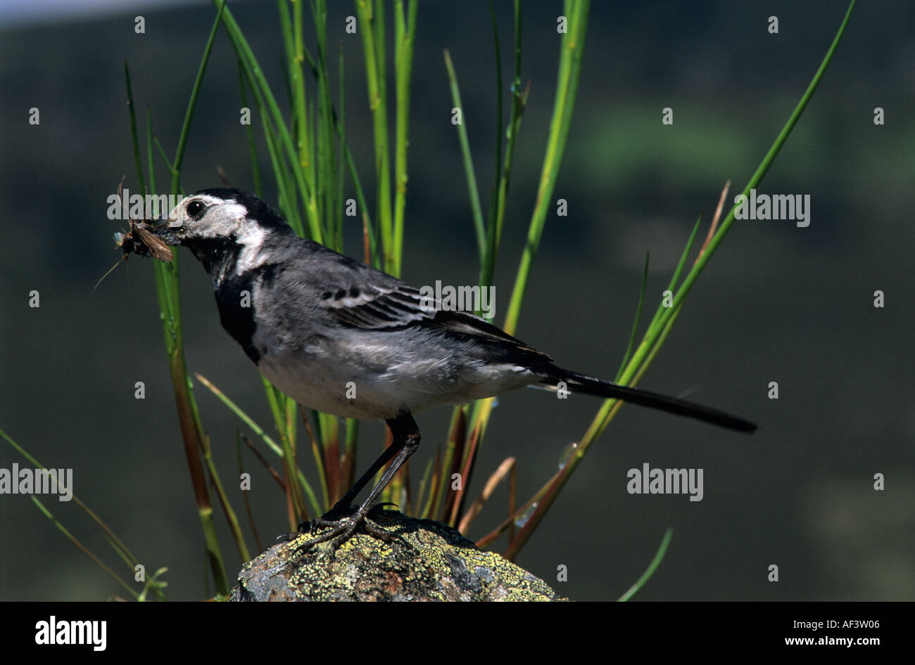 Pied Wagtail (Motacilla alba) è un uccello britannico in bianco e nero, con un volto bianco, pancia bianca e barre bianche sulle ali Foto Stock