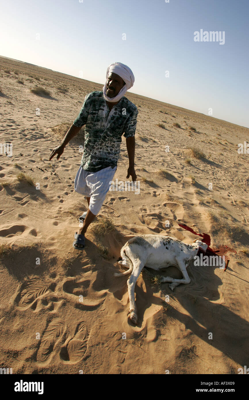 Un Tuareg nel shara uccide una capra stile halal per la sua cena Foto Stock
