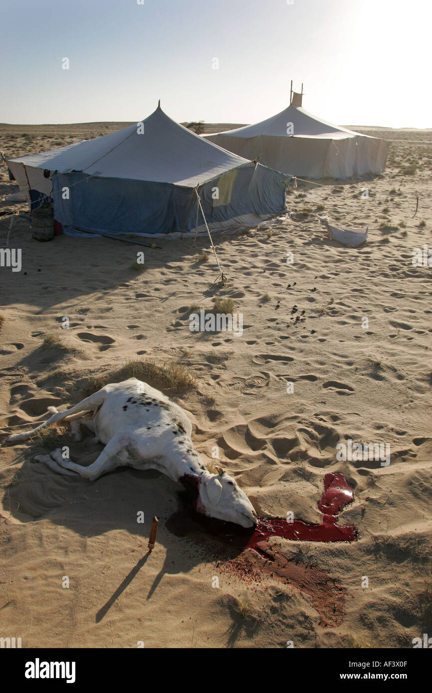 Un Tuareg nel shara uccide una capra stile halal per la sua cena Foto Stock