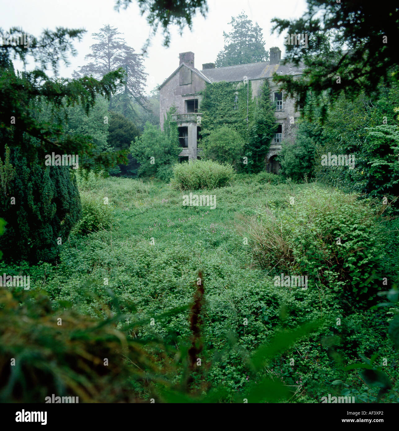 Giardini Aberglasney mansion abbandonati prima del restauro & giardino ricoperta con ortiche e knotweed Llangathen in Carmarthenshire Wales UK KATHY DEWITT Foto Stock