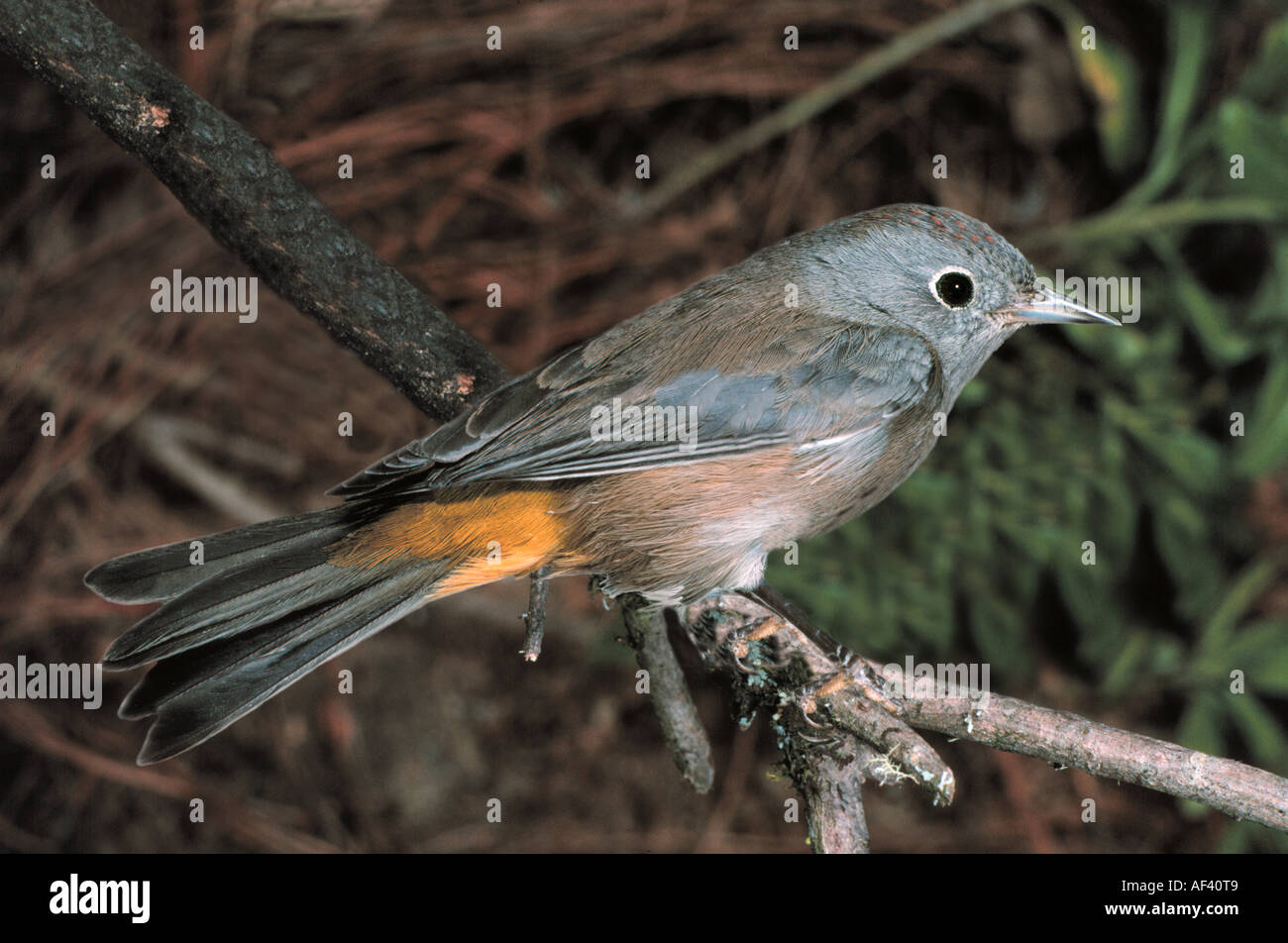 Warbler di Colima Foto Stock
