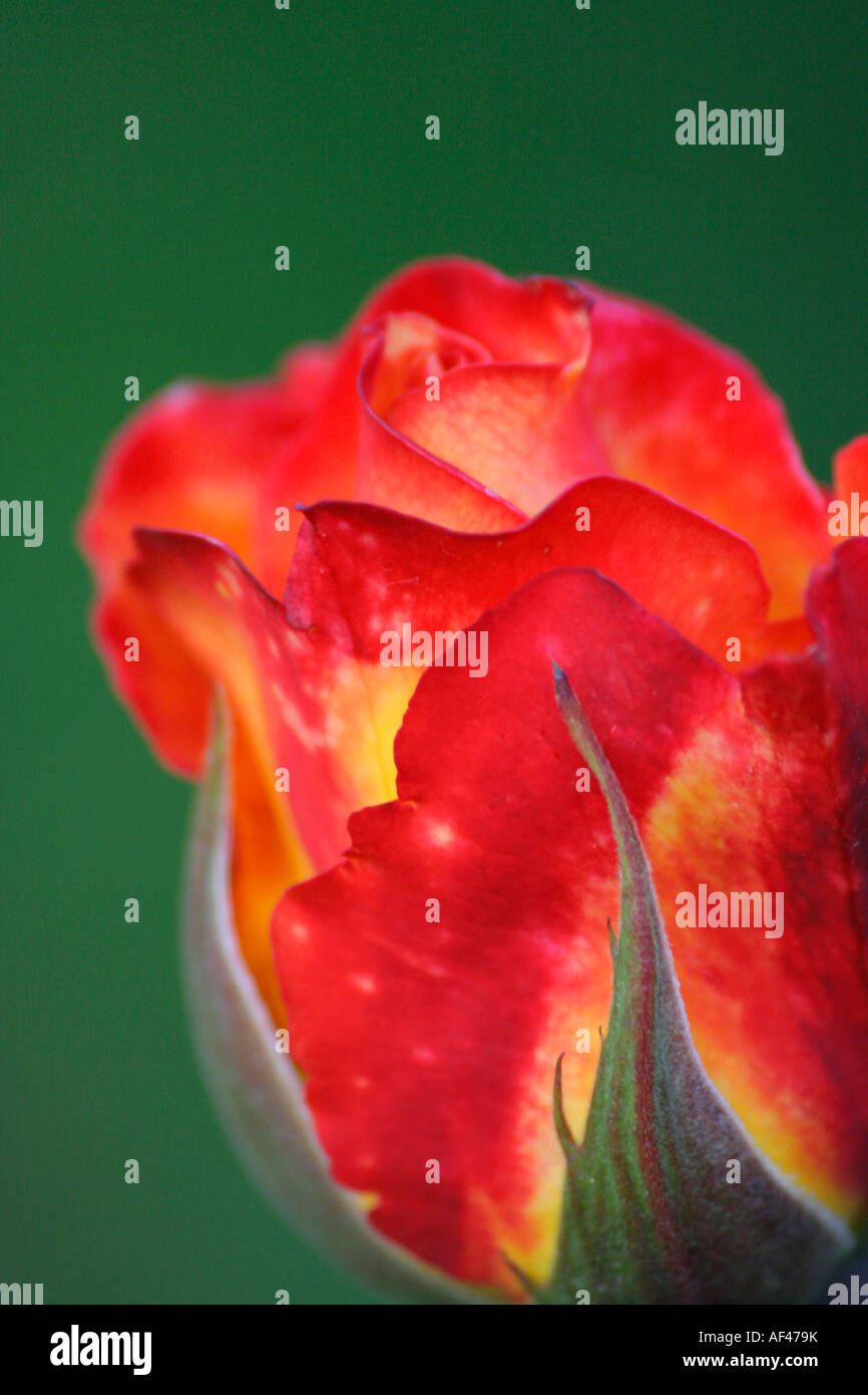 Fiamma rosa rossa in Point Defiance Rose Garden Tacom Washington Foto Stock