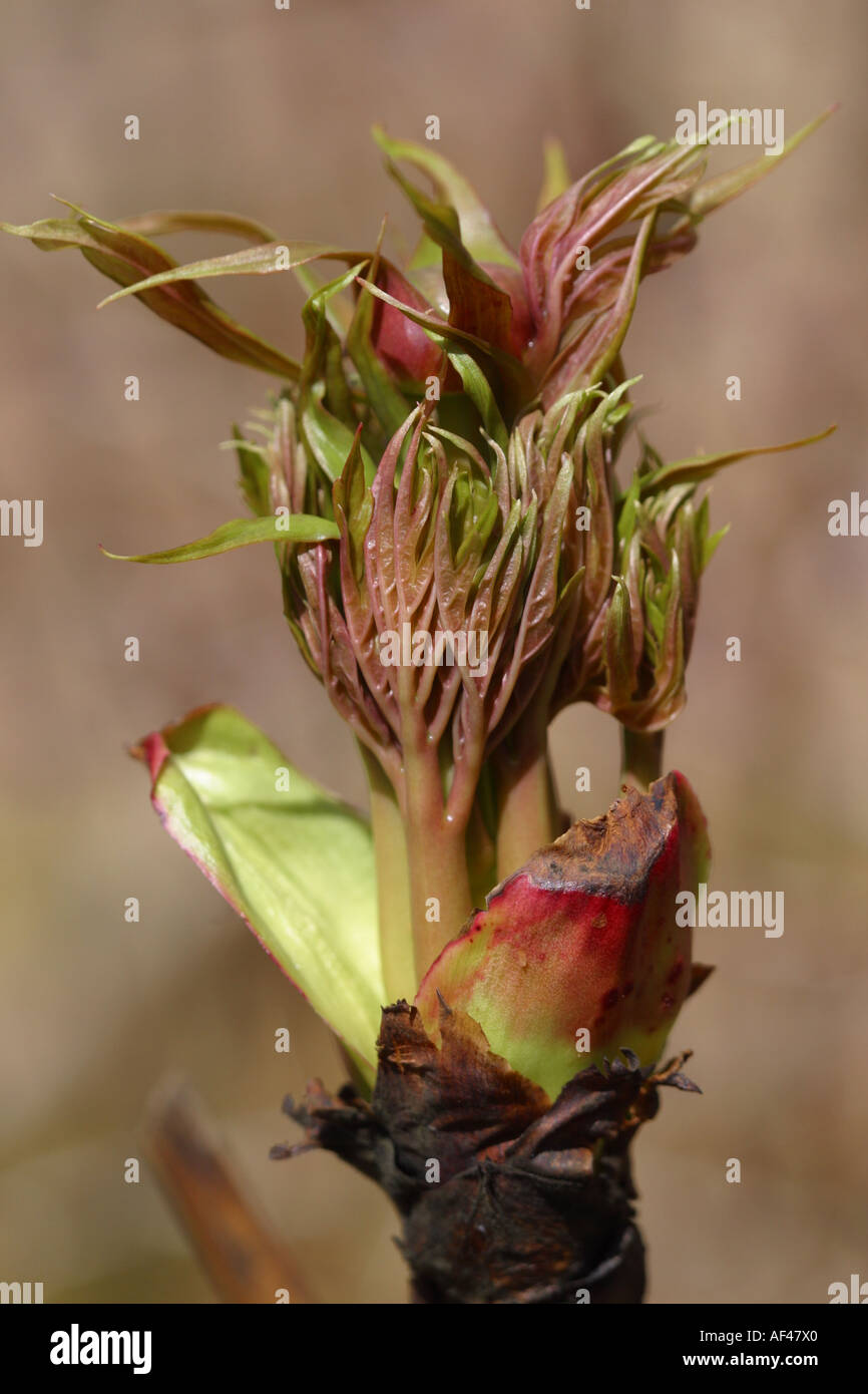 Peonia pianta con gemme i primi segni di crescita della molla Foto Stock