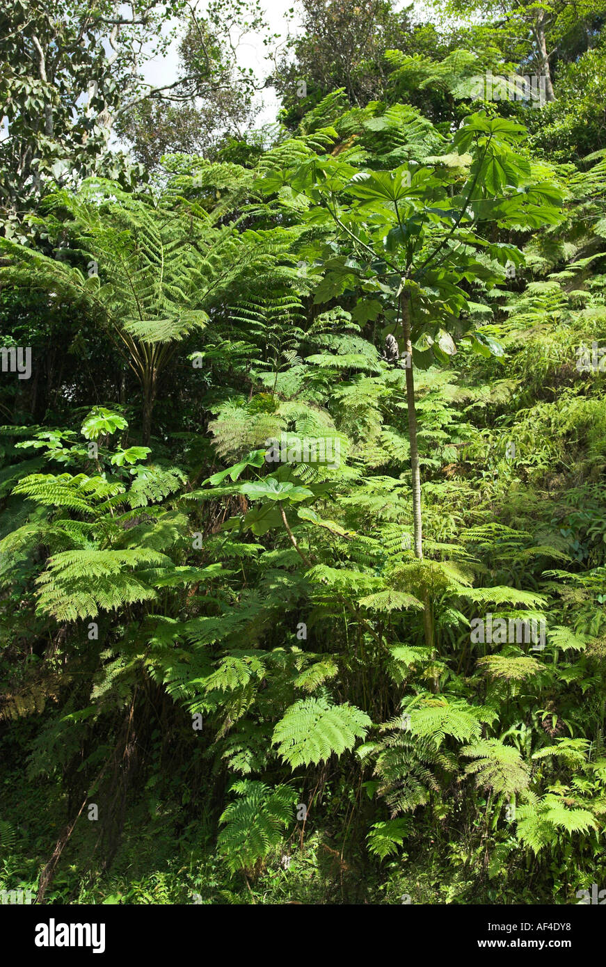 Fern Tree Puerto Rico Foto Stock