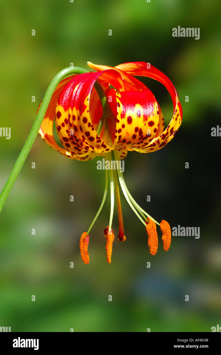 Panther lily Lilium pardalinum Foto Stock