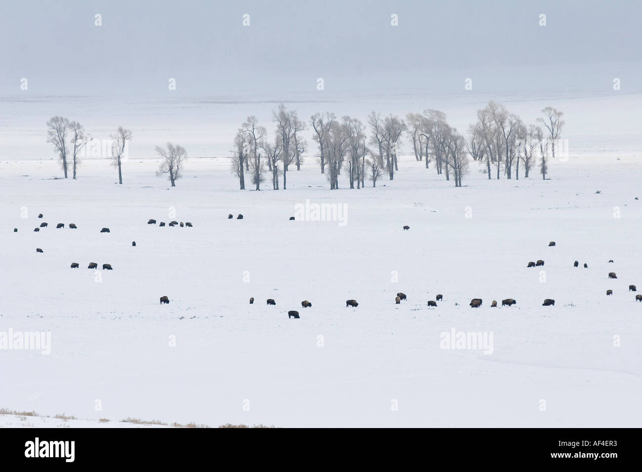 Abstract paesaggio invernale con bison e alberi Foto Stock Abstract paesaggio invernale con bison e alberi Foto Stock