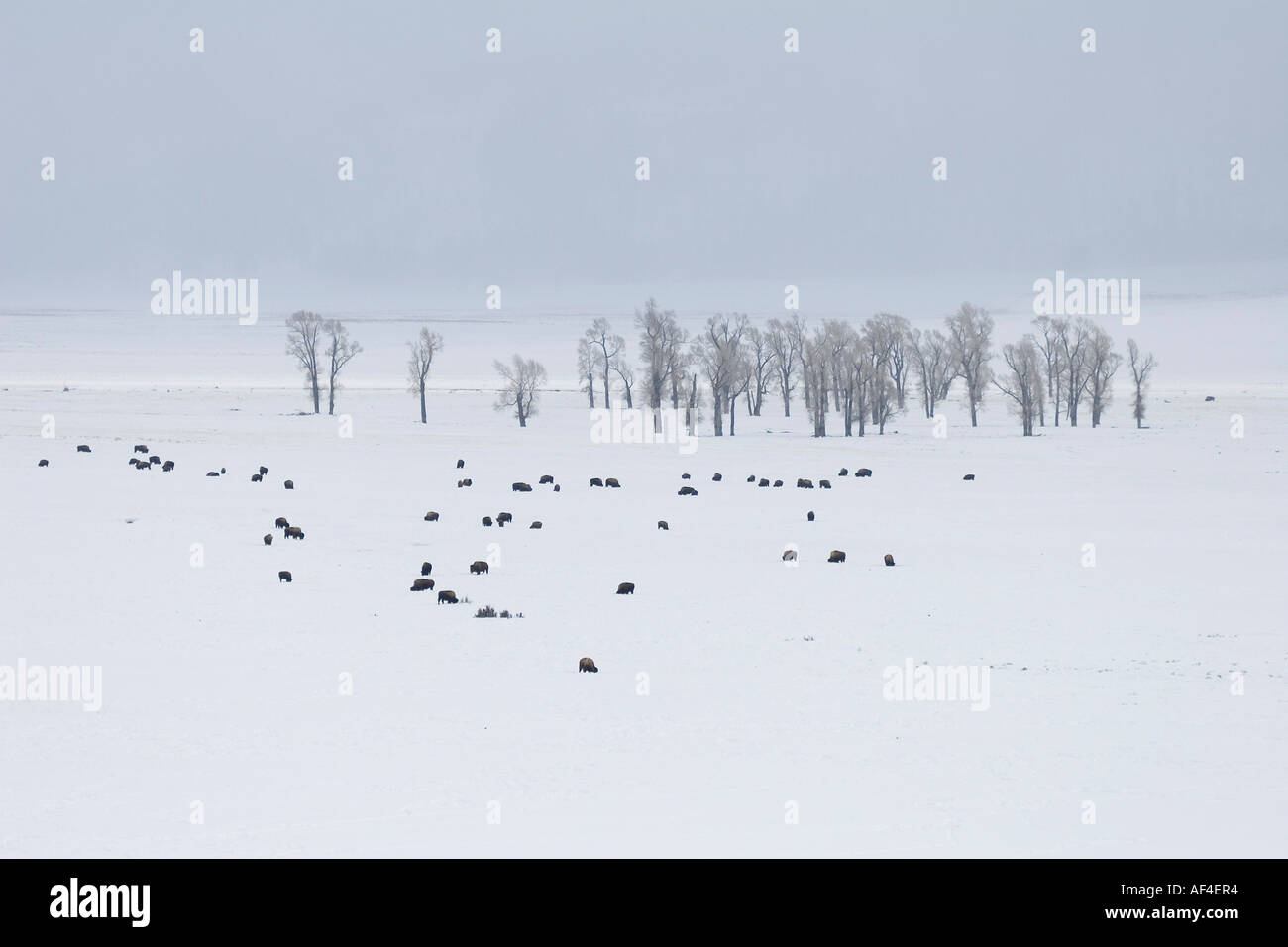 Abstract paesaggio invernale con bison e alberi Foto Stock Abstract paesaggio invernale con bison e alberi Foto Stock