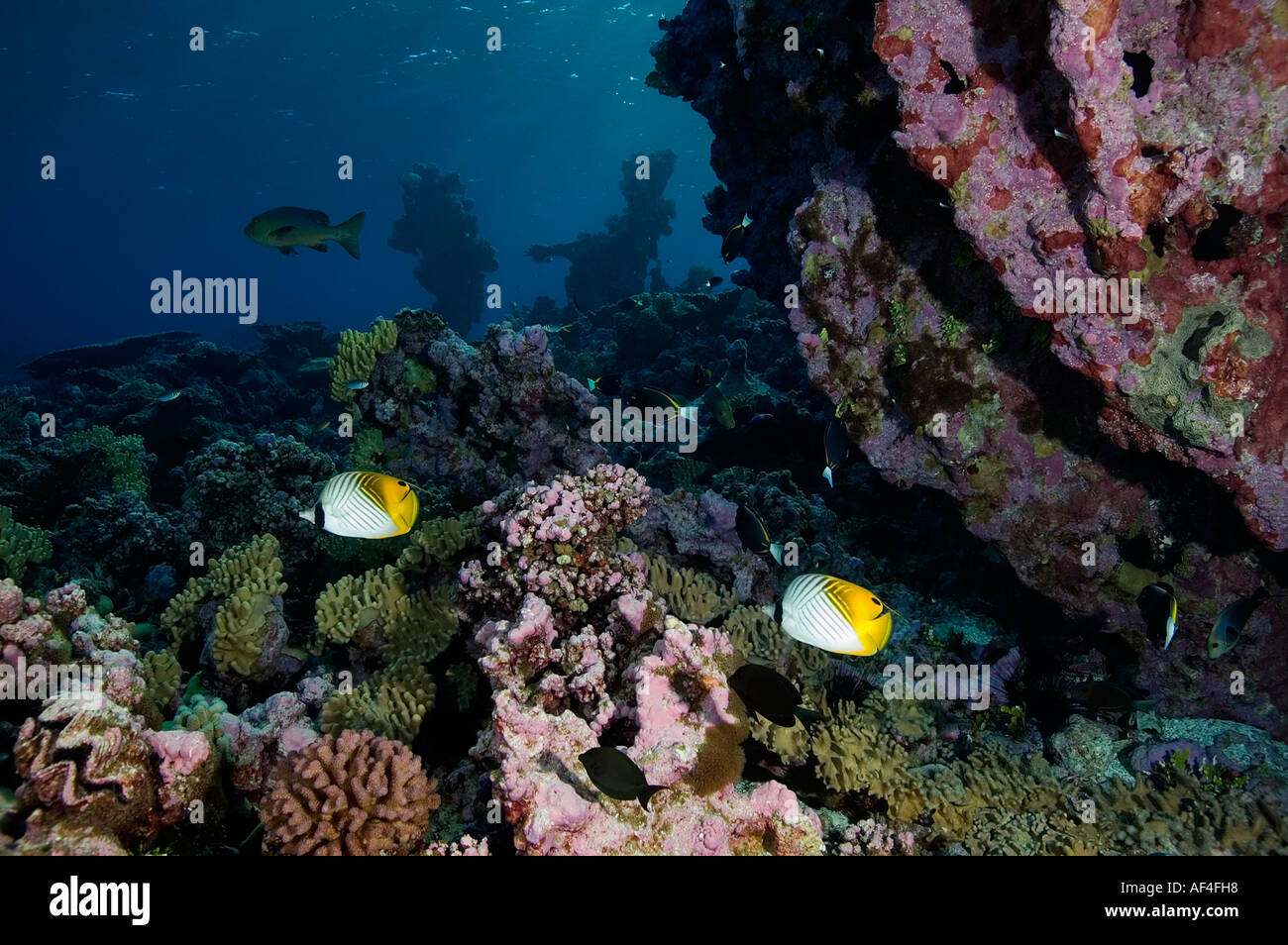 Reef scenic laguna interna Kingman Reef Foto Stock