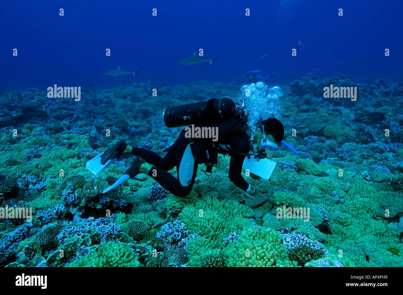 David Obura e Jim Margos rilevamenti topografici Kingman Reef tra lo squalo grigio di barriera Foto Stock