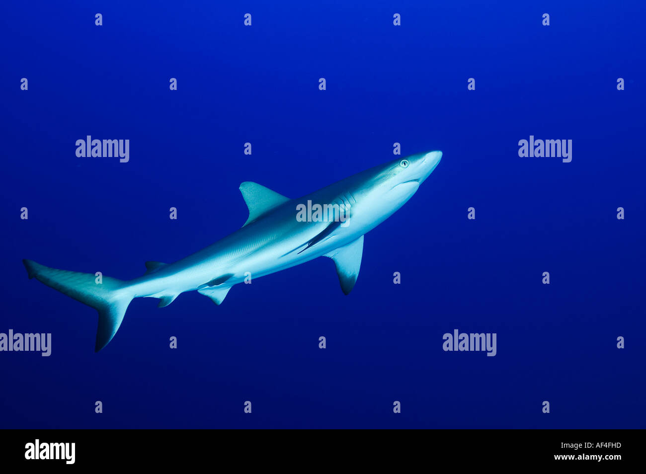 Grey Reef shark Carcharhinus amblyrhynhos in Kingman Reef Foto Stock