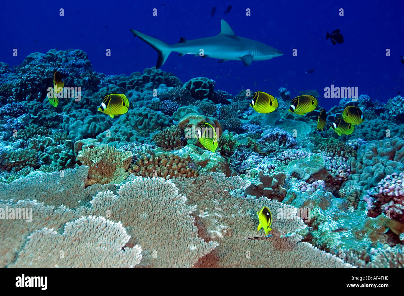 Racoon butterflyfishes Chaetodon lunula in Kingman Reef Foto Stock