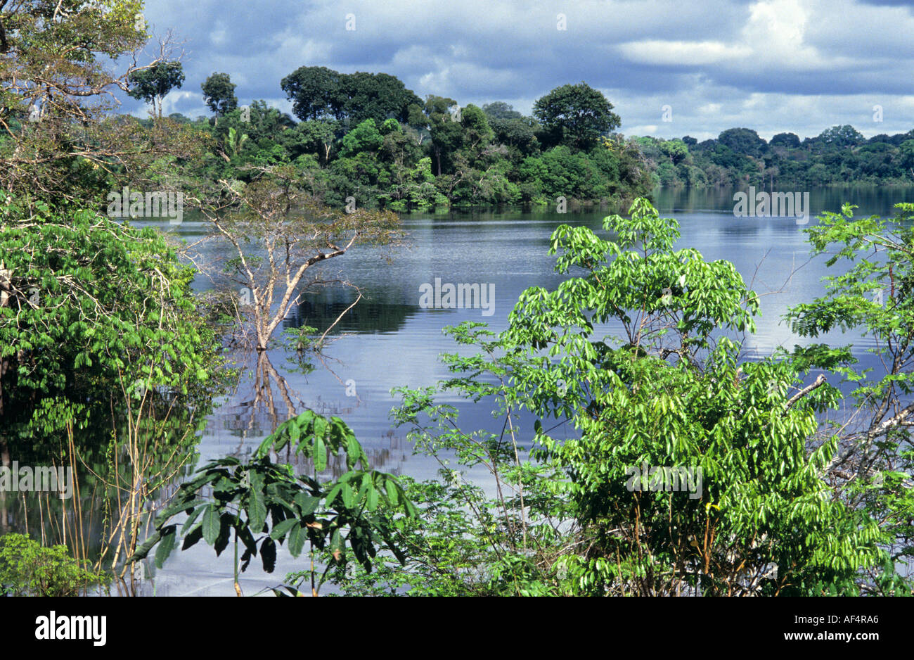 Classico fiume e lo scenario della foresta pluviale nella regione amazzonica del Brasile Foto Stock