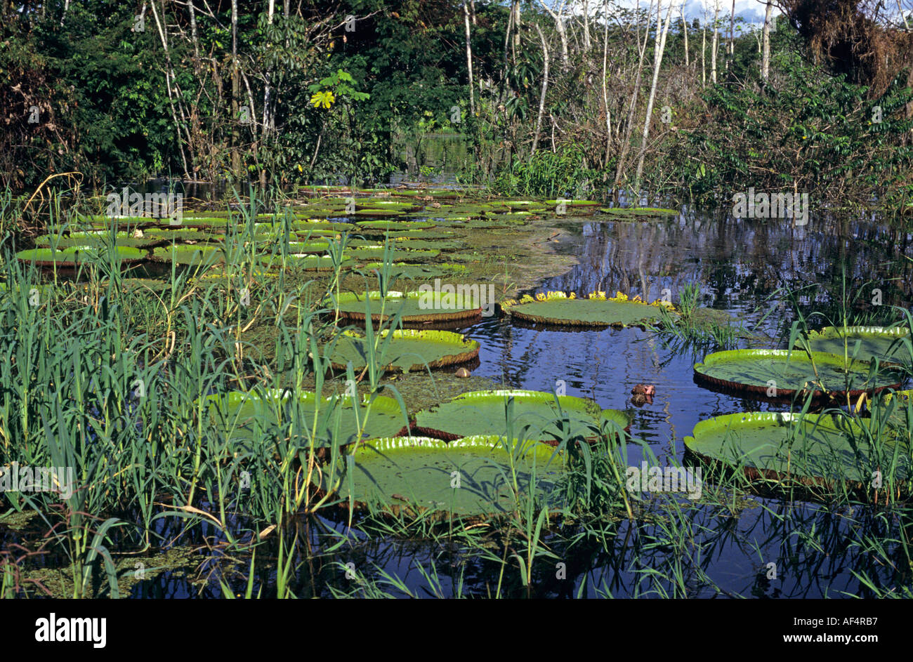 Verde gigante galleggiano ninfee sulla superficie di una zona umida per la foresta pluviale amazzonica Regione del Brasile Foto Stock