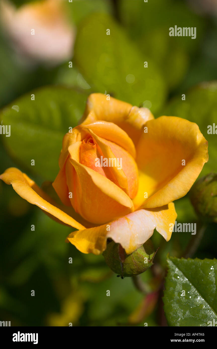 Rosa gialla Foto Stock