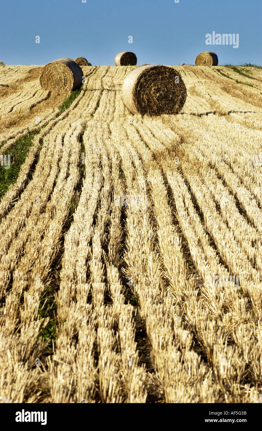 Balle di fieno che punteggiano il South Downs nel Sussex su un caldo e assolato pomeriggio estivo Foto Stock
